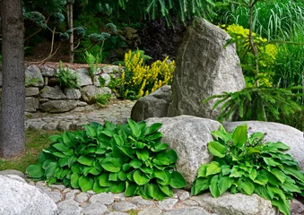 Foto auf Acrylglas zielona funkia przy kamieniach (Hosta ), ogród japoński, japanese garden, Zen garden, designer garden © kateej