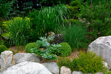 iglaste krzewy  i trawy ozdobne w ogrodzie skalnym, kamienie i iglaki w ogrodzie, Rockery garden with stones and small coniferous shrubs, ogród japoński, designer garden © kateej