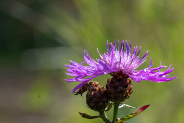 Brown knapweed (Centaurea jacea) wild flower in nature