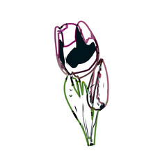 Color sketch of a tulip flower with transparent background
