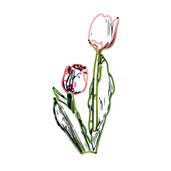 Color sketch of a tulip flower with transparent background