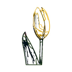 Color sketch of a tulip flower with transparent background