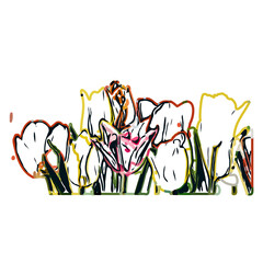Color sketch of a tulip flower with transparent background