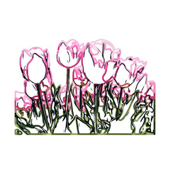 Color sketch of a tulip flower with transparent background