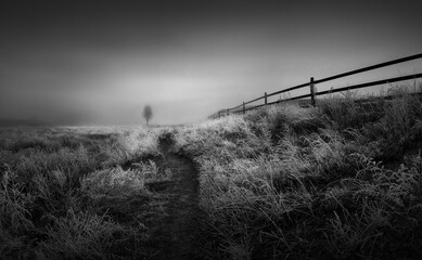 Black and white atmospheric landscape, mysterious mystic landscape, dark path in mysterious fog, dramatic path to a lonely tree, creepy fear, Nature background, fantasy world.