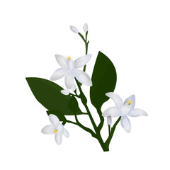 Neroli. Flowers, buds and leaves of orange blossom. Vector drawing.	