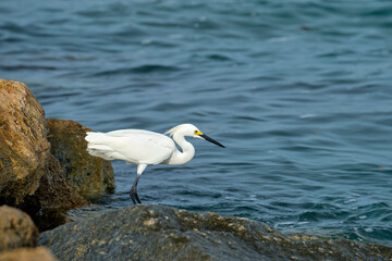 Obraz premium White heron wild sea bird, also known as great or snowy egret hunting on seaside in summer
