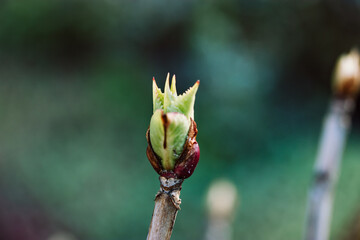 A bud on tree branch on a blurry natural background. Concept of early spring, awakening, rebirth of spring after winter, new life. Trees twig with young fresh leaves. Bright macro sprout in park wood.