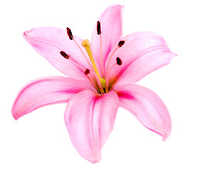 Pink lily flower isolated.  PNG transparency - obrazy, fototapety, plakaty