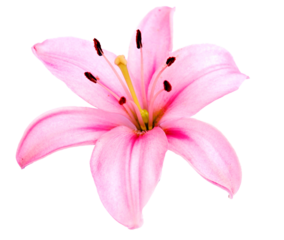 Pink lily flower isolated.  PNG transparency