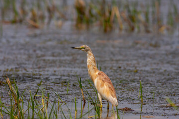water bird in its natural environment, Squacco Heron, Ardeola ralloides