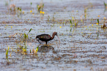 big water bird feeding in the pond, Glossy Ibis, Plegadis falcinellus