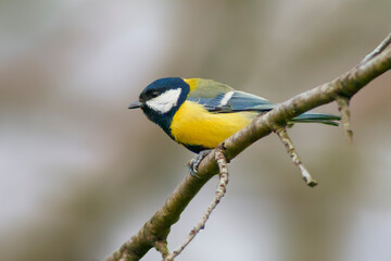 Naklejka premium a great tit sits on a branch in spring
