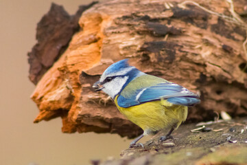 blue tit looking for food in spring