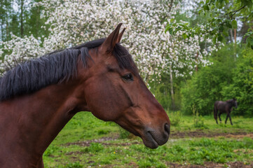 Portrait of a bay horse on a background of blooming white apple tree in spring
