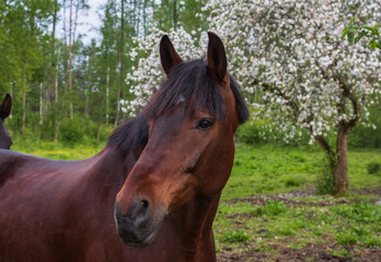 Obraz premium Portrait of a bay horse on a background of blooming white apple tree in spring 