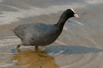 Coot, or lyska (lat. Fulica atra) is a small waterfowl of the shepherd family. Europe.