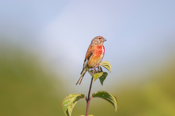 a linnet sits on a branch in spring