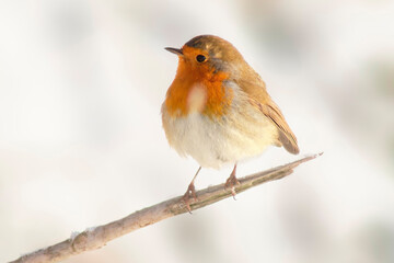 robin sits on a branch and sunbathes in winter