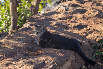 Wild Cat living in Rural Hawaii.