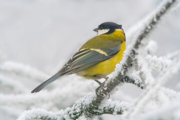 a Great tit sits on snowy branches in cold winter time