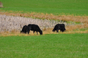 Cows in the field. Krowy na polu. Polska - Mazury - Warmia.