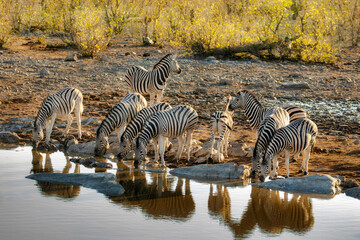 Fototapeta na wymiar Zebras gather at a watering hole in Africa at sunset