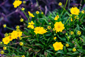 Fototapeta premium Coleopsis flowers - Jethro Tull 