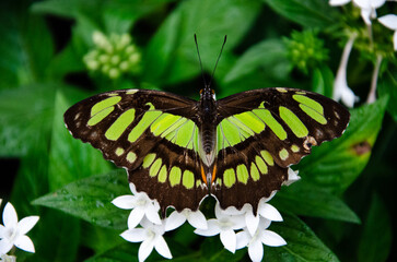 Butterfly on a flower brown and green, malaquita