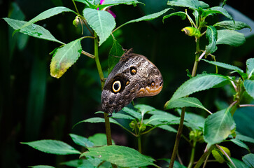 Butterfly on a branch whit eye