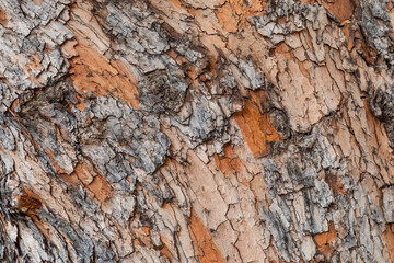 Colorful tree bark background texture from Sedona Arizona