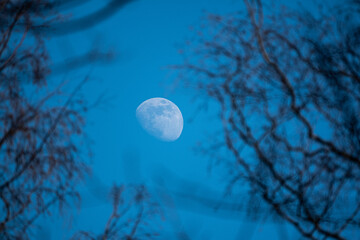 moon and tree