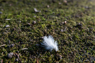 feather on grass