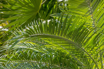 Obraz na płótnie Canvas Dense green jungle foliage plants in sunlight