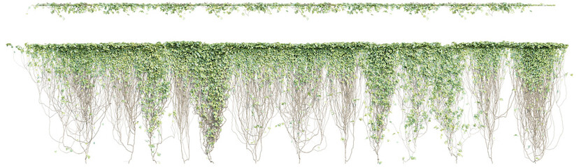 creeper plants with transparent background, 3d rendering © ANDRIBENKY
