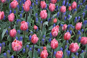 Pink spring tulips and muscari flowers