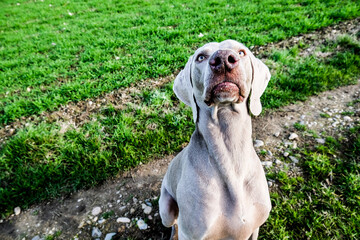 Weimaraner with funny face expression