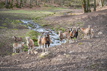 Group of billy goats and goats standing outdoors, looking at camera, in front of a river at Brudergrund Wildlife Park, Erbach, Germany