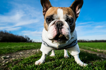 bulldog francese having fun 