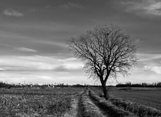 countryside black and white