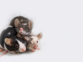 Three multi-colored domestic mice sit in one group on a white background with copy space. Features of the life of mice - group living. Pets.