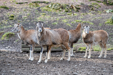 Naklejka na ściany i meble Group of goats standing outdoors, looking at camera at Brudergrund Wildlife Park, Erbach, Germany