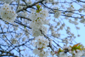 cherry blossom closeup against blue sky. Natural spring background. Spring postcard