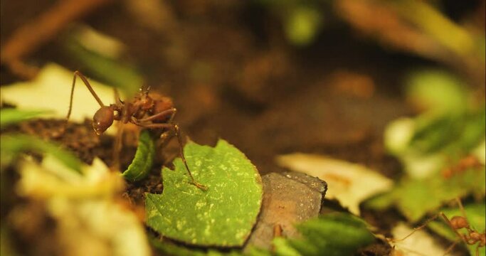 Close up of Leaf cutter ants collecting and crawling around