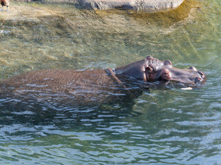 male hippopotamus swimming