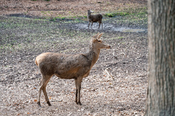 Doe, Female Deer Cow standing, second doe in the background, Wildlife Park Brudergrund, Erbach, Germany