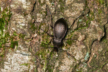 Goldgruben-Laufkäfer oder Gartenlaufkäfer (Carabus hortensis)	