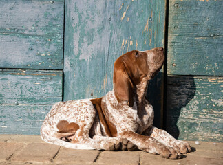 dog sitting on the floorpuppy moving his first step outside