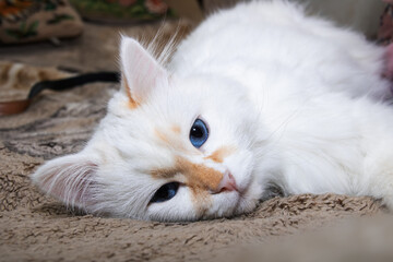 White fluffy cat with blue eyes sleeps on bed
