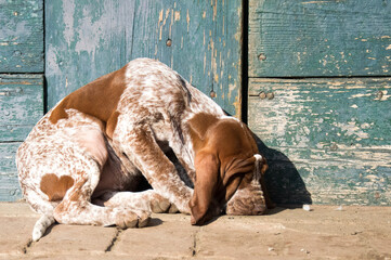 puppy moving his first step outside